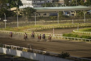 horses-1218943_640